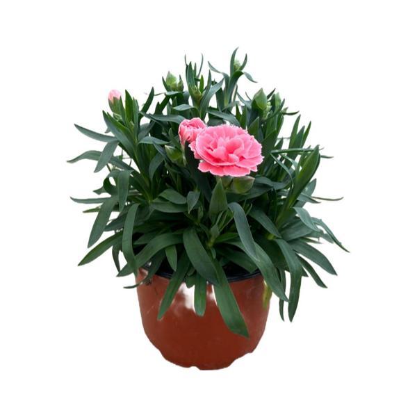 Dianthus Chinensis 'Sorbet' (Karanfil Çiçeği) - Image 1