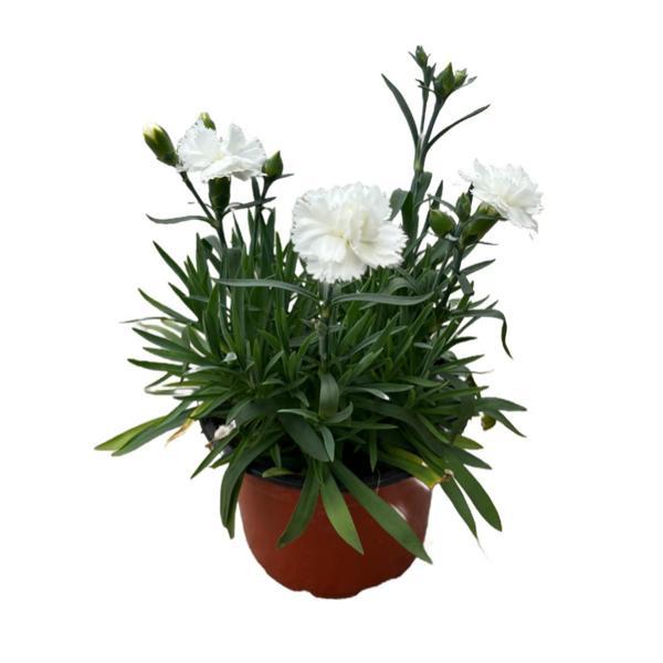 Dianthus Chinensis 'Whitney' (Karanfil Çiçeği) - Image 1