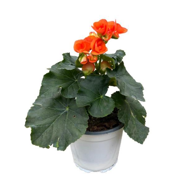 Begonia Elatior 'Orange' (Katmerli Begonya) - Image 1