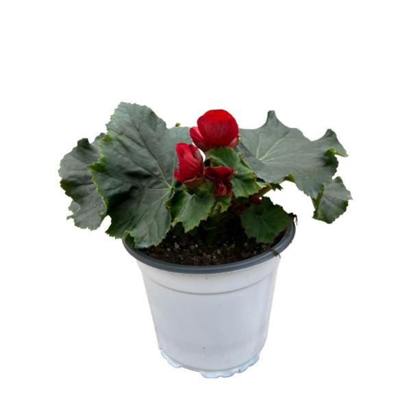 Begonia Elatior 'Red' (Katmerli Begonya) - Image 1