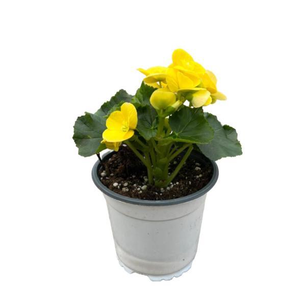 Begonia Elatior 'Yellow' (Katmerli Begonya) - Image 1