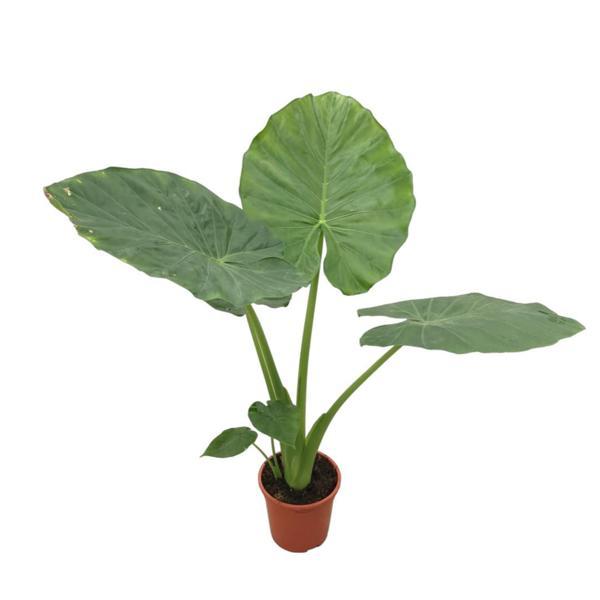 Alocasia Macrorrhiza (Fil Kulağı) - Image 1