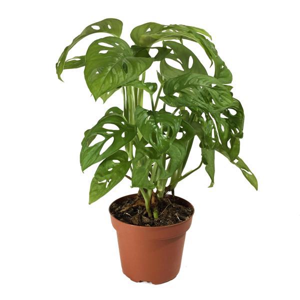 Monstera Adansonii (Deve Tabanı) - Image 1