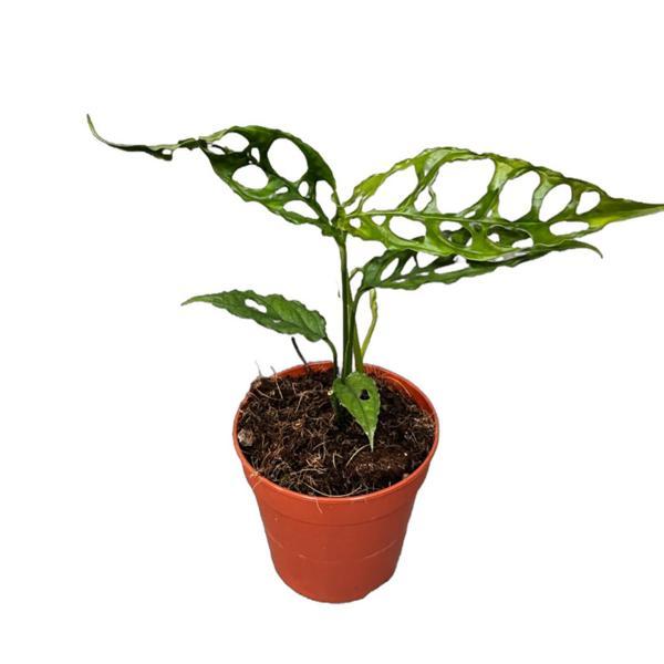 Monstera Obliqua (Deve Tabanı) - Image 1