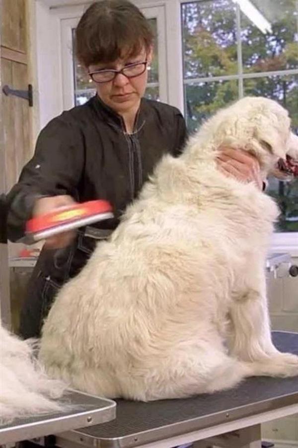 Büro Ev Evcil Hayvanı için 10CM Uzun Tüylü Köpek Tüy Toplayıcı Tarak - Image 1