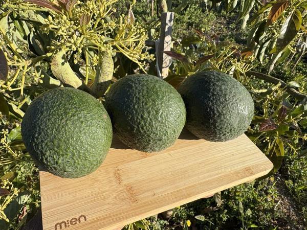 Reed Avokado (150 - 250 Gram): Lezzetin ve Sağlığın Renkli Buluşması - Image 1