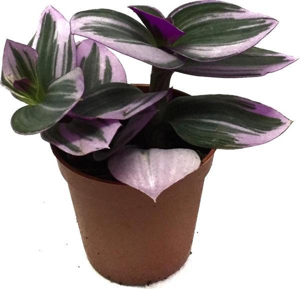 Tradescantia 'Nanouk' (Telgraf Çiçeği) - Image 1