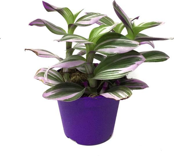 Tradescantia 'Nanouk' (Telgraf Çiçeği) - Image 1