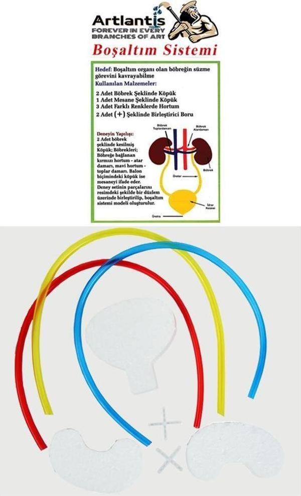 Boşaltım Sistemi Modeli 8 Parça 1 Paket Okul Sınıf Deney Seti Böbrek Boşaltım Sistem Deney Malzemesi - Image 1