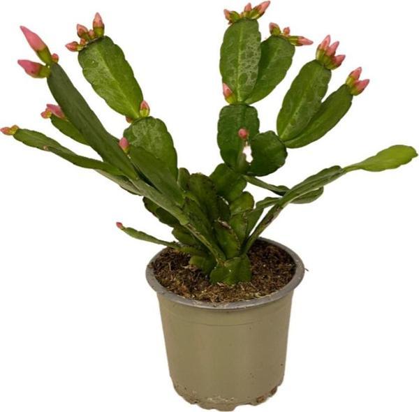 Rhipsalidopsis Gaertneri 'Pink' (Paskalya Çiçeği) - Image 1
