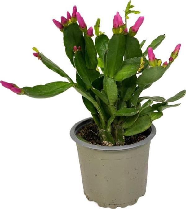 Rhipsalidopsis Gaertneri 'Purple' (Paskalya Çiçeği) - Image 1