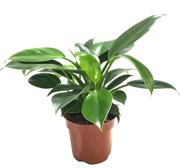 Philodendron 'Green Princess' - Image 1