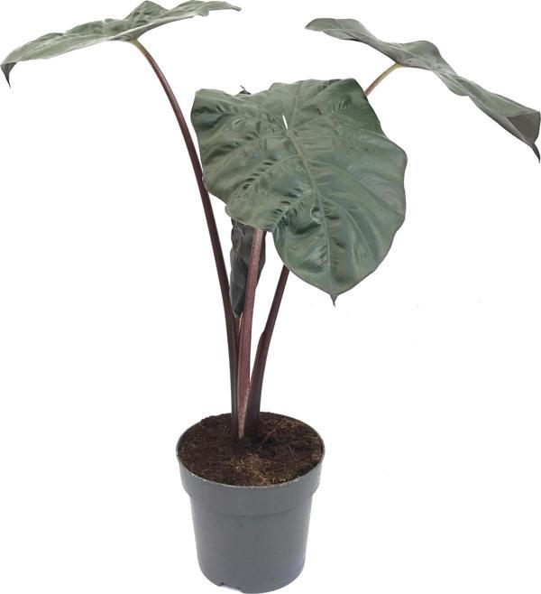 Alocasia Sarawakensis 'Yucatan Princess' (Fil Kulağı) - Image 1