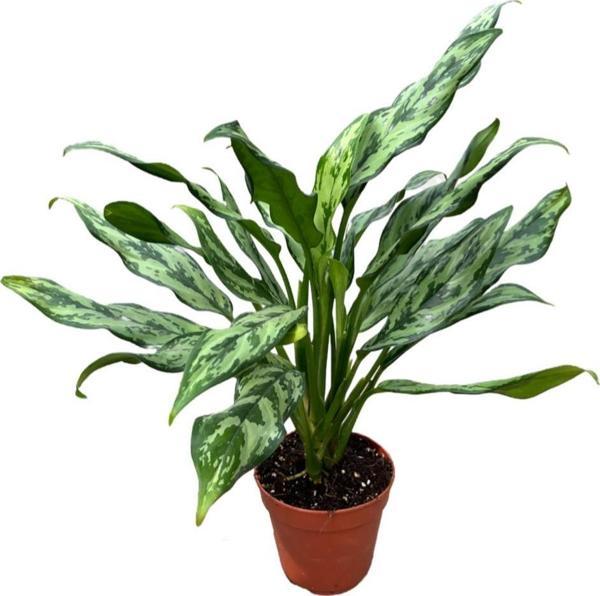 Aglaonema Juliette (Çin Herdemyeşili) - Image 1