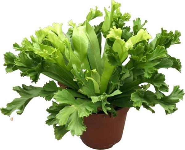 Asplenium Crissie (Eğrelti Otu) - Image 1