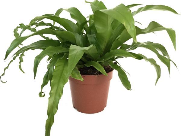 Asplenium Nidus (Eğrelti Otu) - Image 1