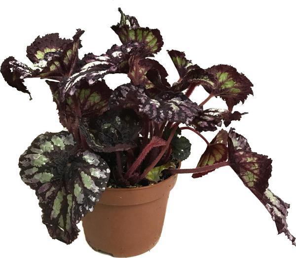 Begonia Rex 'Yamileth' (Begonya) - Image 1