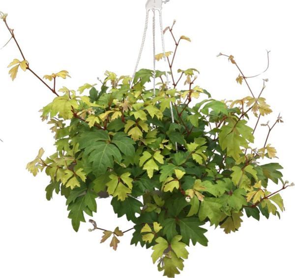 Cissus Rhombifolia 'Ellen Danica' - Image 1