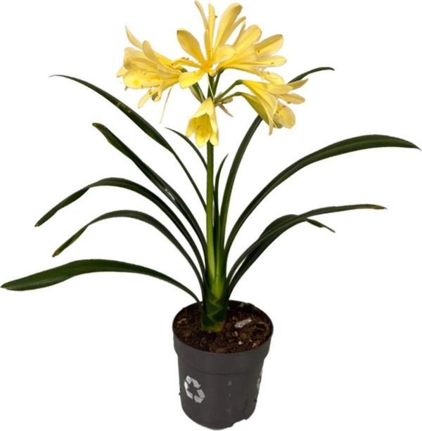Clivia Miniata 'Yellow' (Klivya Çiçeği) - Image 1