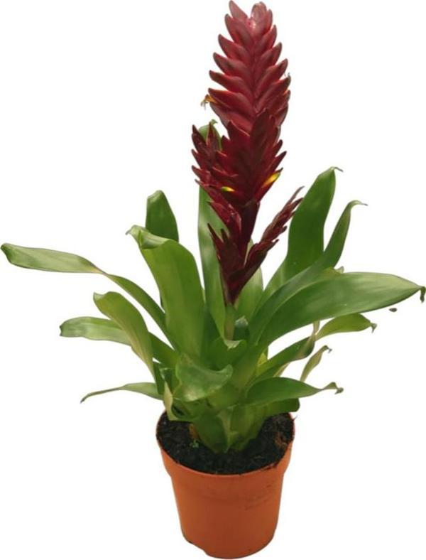 Vriesea Intenso 'Burgundy' (Alev Kılıcı Çiçeği) - Image 1