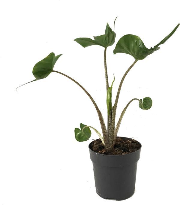 Alocasia Macrorrhiza 'Stingray' (Fil Kulağı) - Image 1