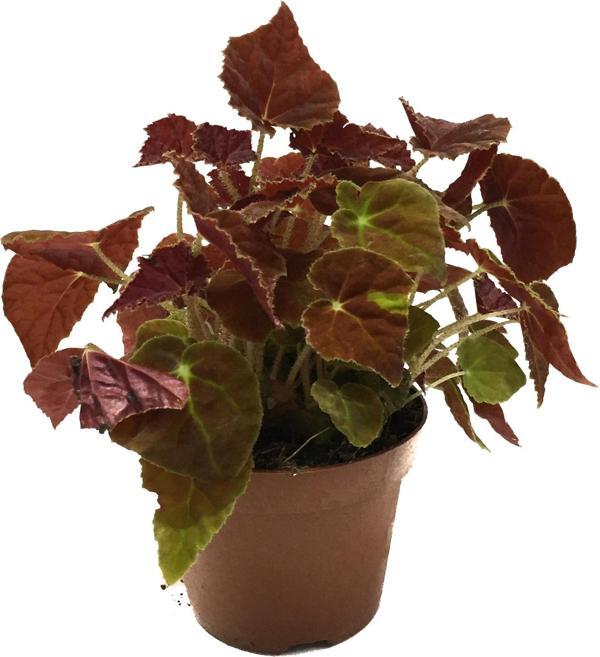 Begonia Rex 'Autumn Ember' (Begonya) - Image 1