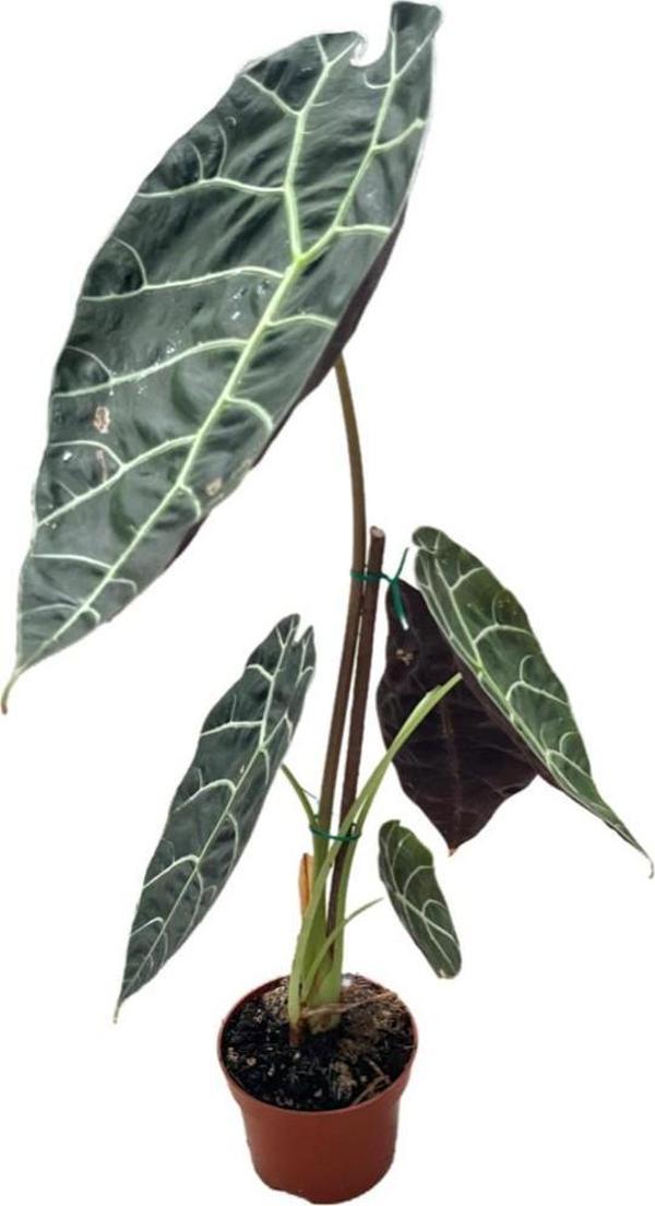 Alocasia Watsoniana (Fil Kulağı) - Image 1