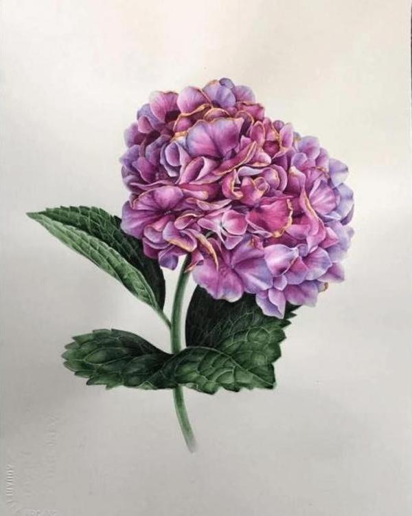 Canvas Güzel Ortanca 1 Sayılarla Boyama Seti  Kasnaklı 70 x 90 cm - Image 1