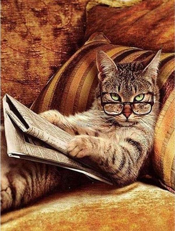 Canvas Keyfekeder Kedi Sayılarla Boyama Seti  Kasnaklı 40 x 50 cm - Image 1
