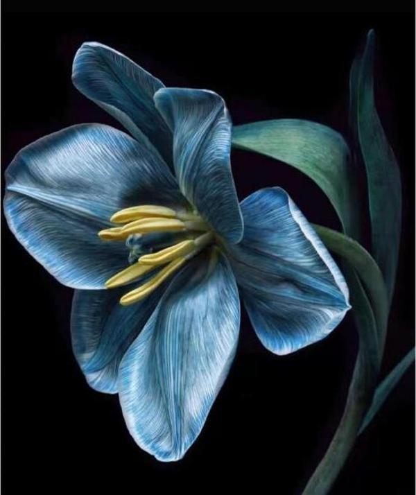 Canvas Yaşam Çiçeği 3 Sayılarla Boyama  Seti  Kasnaklı 50 x 65 cm - Image 1
