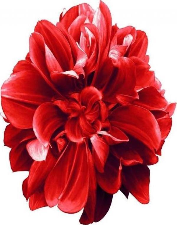 Canvas Sade Çiçekler 2 Sayılarla Boyama Seti  Kasnaklı 50 x 65 cm - Image 1