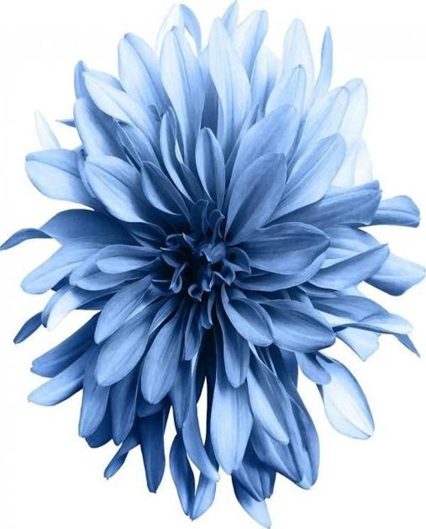Canvas Sade Çiçekler 1 Sayılarla Boyama Seti  Kasnaklı 70 x 90 cm - Image 1