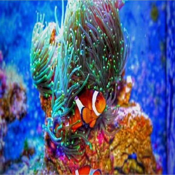 Canvas Kayıp Balık Nemo Sayılarla Boyama Seti   Kasnaklı 90 x 110 cm - Image 1