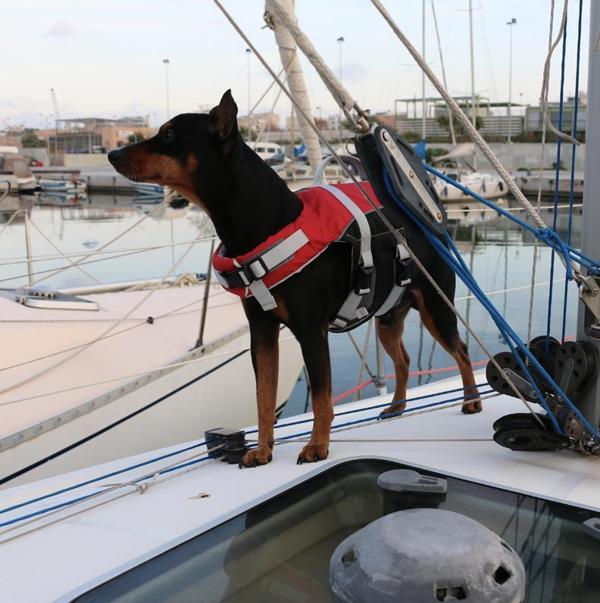 Lalizas COMFY KÖPEK CAN YELEĞİ , 40-80kg, XL,KIRM. - Image 1
