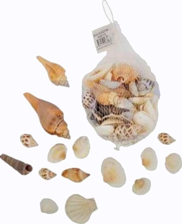 Filede Deniz Kabuğu - Image 1