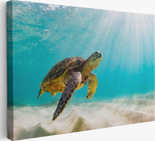 Caretta Caretta, Hayvan Temalı Dekoratif Kanvas Tablo, Duvar Dekoru 1174 - Image 1
