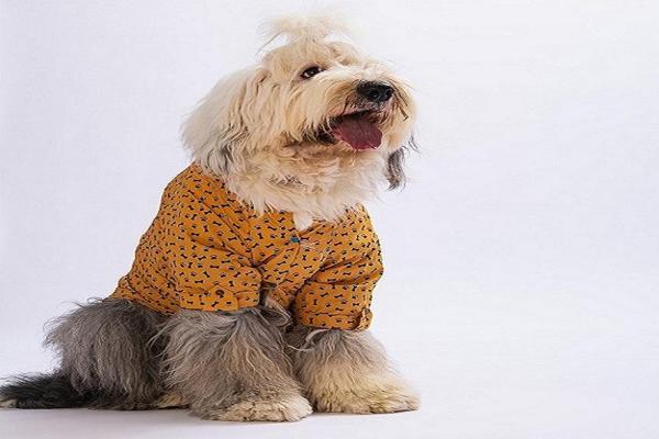 Ossa Büyük Irk Köpek Gömleği - Image 1
