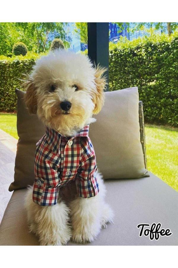 KARELİ KEDİ KÖPEK GÖMLEK - Image 1