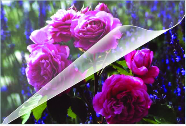 Olympia Ehliyet Boy 80 Micron PVC Filmi ( 100 Adet ) - Image 1