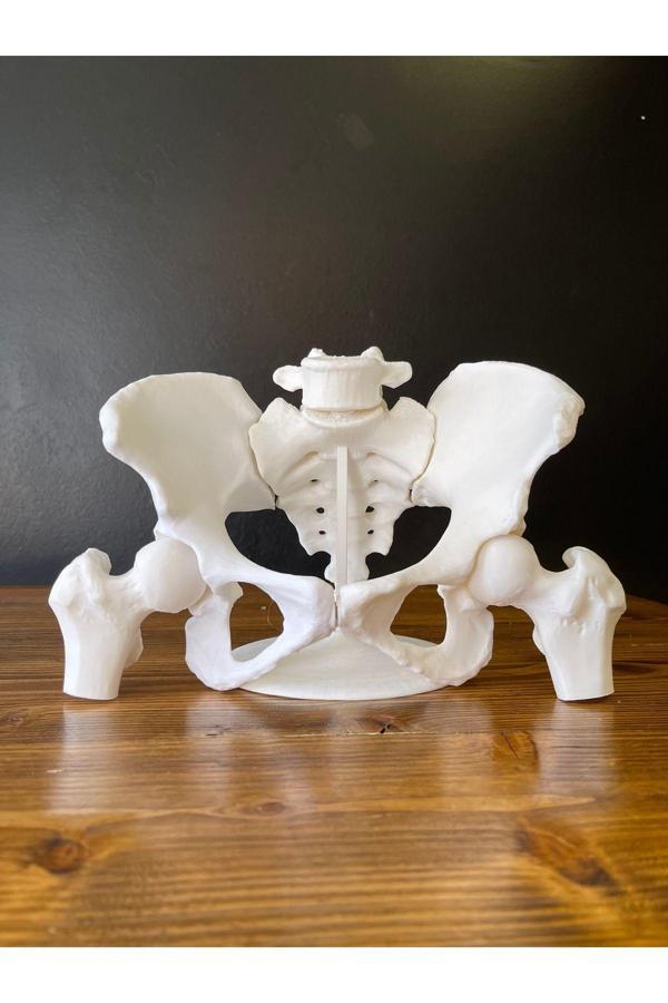 3Cup Design Pelvik Taban Maketi - Image 1