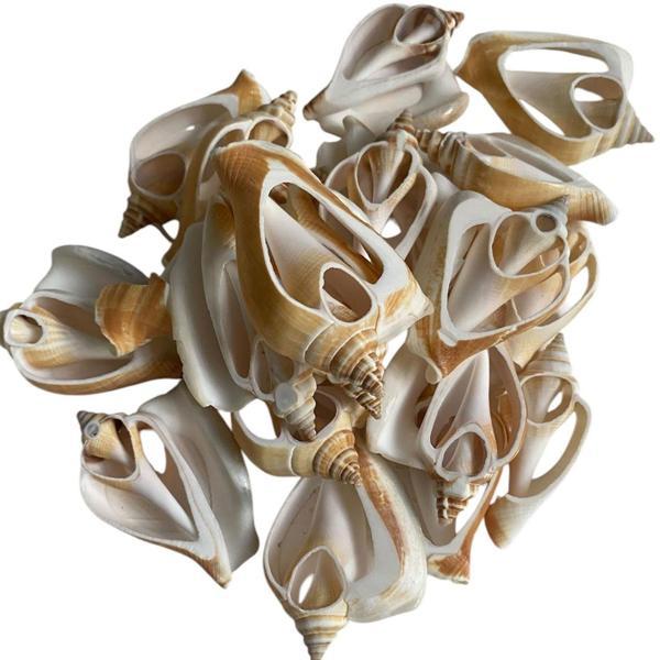 Strombus Aurisdiane Deniz Kiloluk Deniz Kabuğu (1 KG) - Image 1