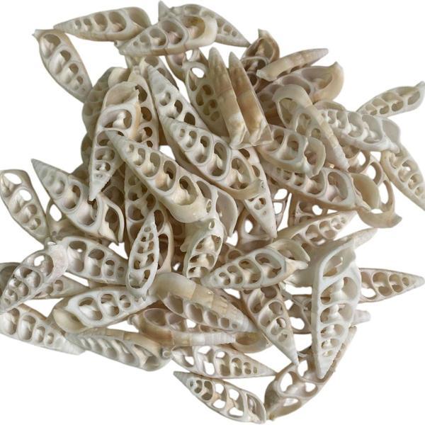 Kesik Vertegus  Kiloluk Deniz kabuğu 1 Kg - Image 1