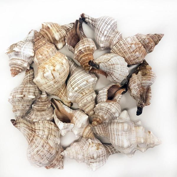 Trapezium Kiloluk Deniz Kabuğu (1 KG) - Image 1
