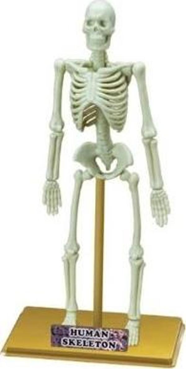 Sunman Oyuncak Bilim Seti: İnsan İskeleti - Image 1