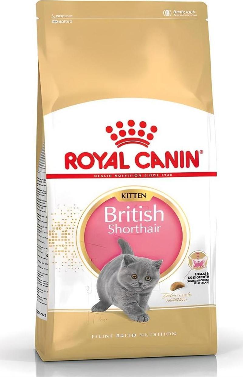 Kitten British Shorthair Yavru Kedi Maması 2 Kg