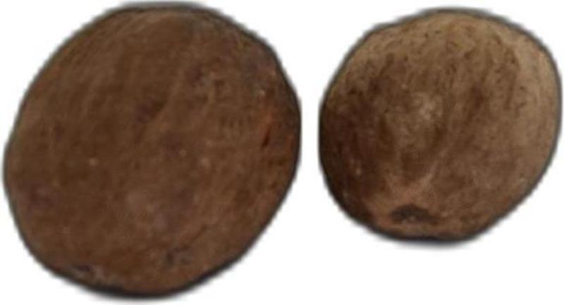 Doğal Muskat Hint Cevizi Küçük Hindistan Cevizi 10  gr Paket