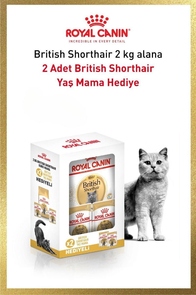 British Shorthair Adult Kedi Kuru Maması 2 Kg