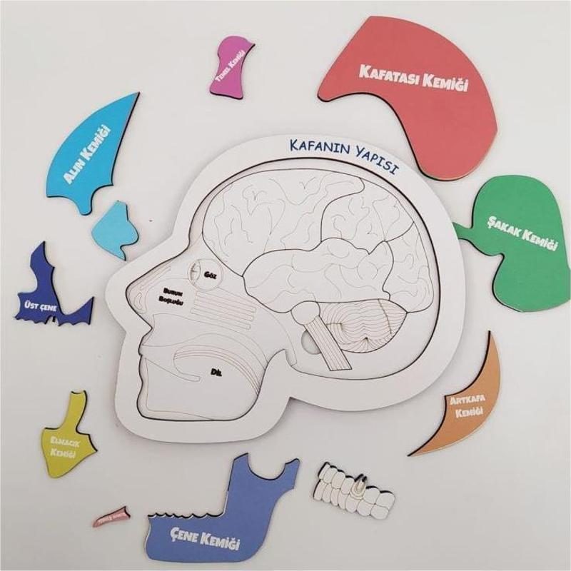 Kafanın Yapısı Eğitici Öğretici Geliştirici Ahşap Sağlıklı Oyuncak