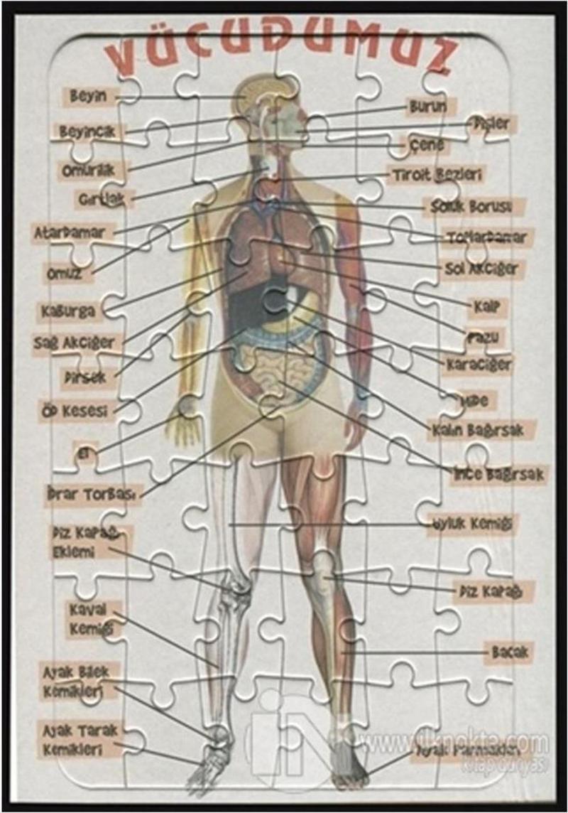 Yap-Boz İnsan Vücudu 25x35 Yapboz Vücudumuzu Öğreniyoruz