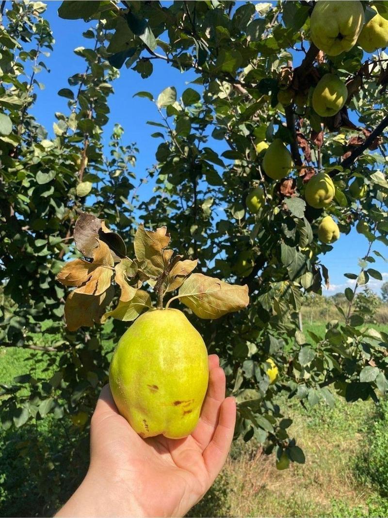 1 Kg Dalından Ayva